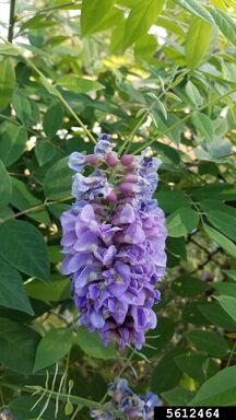 Photo of Invasive Wisterias