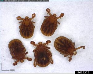 Photo of a Asian Longhorned Tick