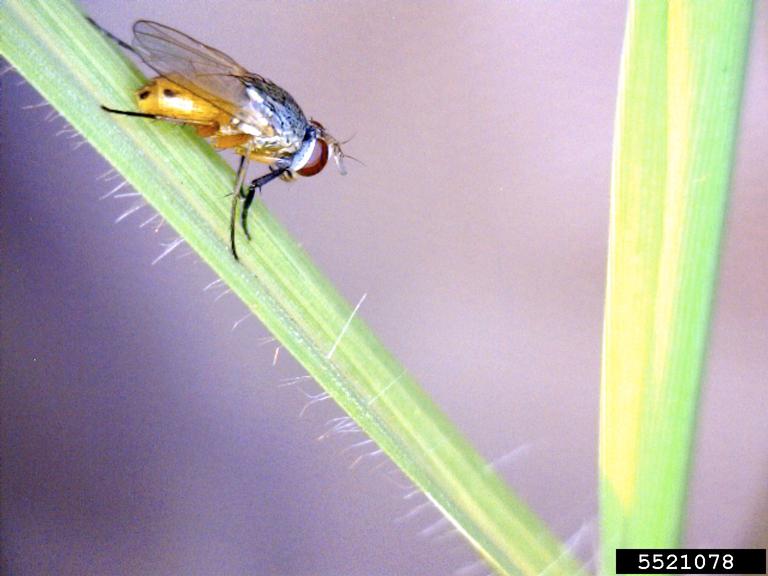 Photo of a Bermudagrass Stem Maggot