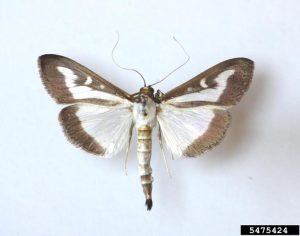 Photo of a Box Tree Moth
