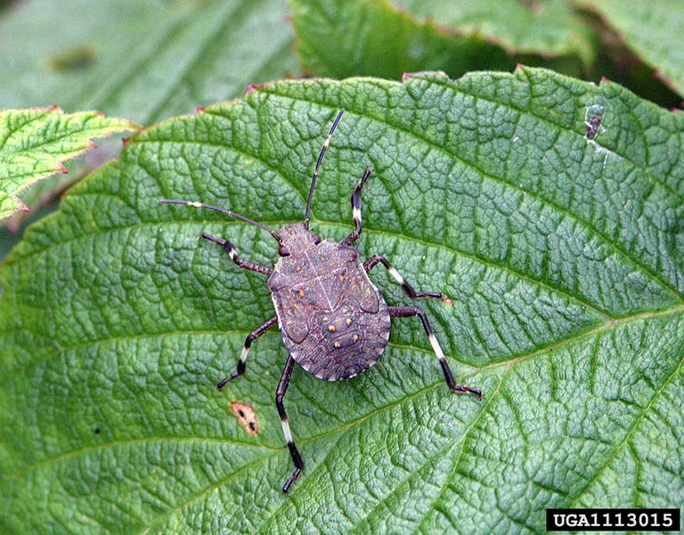 Photo of a Brown Marmorated Stink Bug