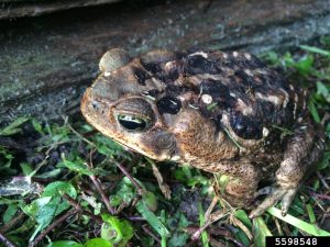 Photo of a Cane Toad