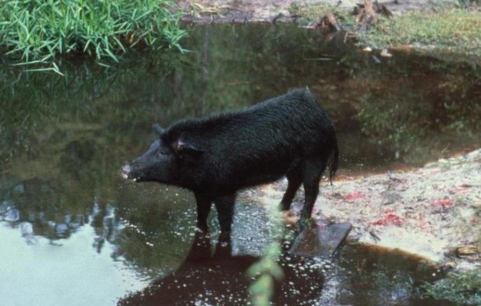 Photo of a Feral Pig