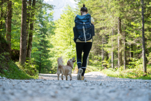 Hiker walking through the words with their dog