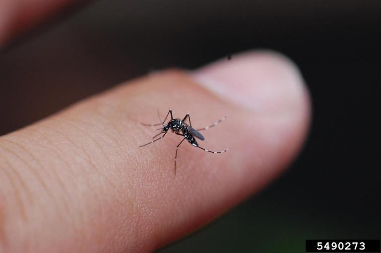 Photo of Asian tiger Mosquito on a human finger