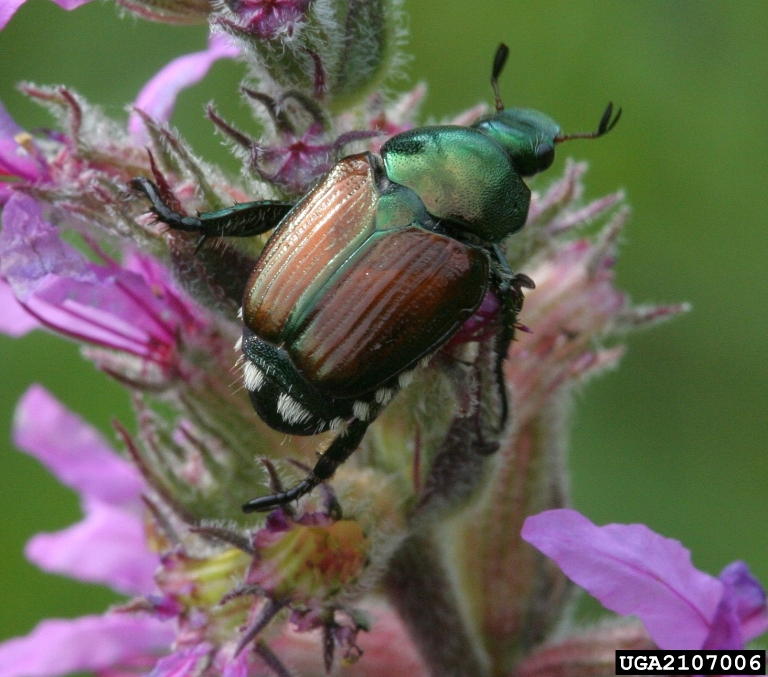 Photo of a Japanese Beetle