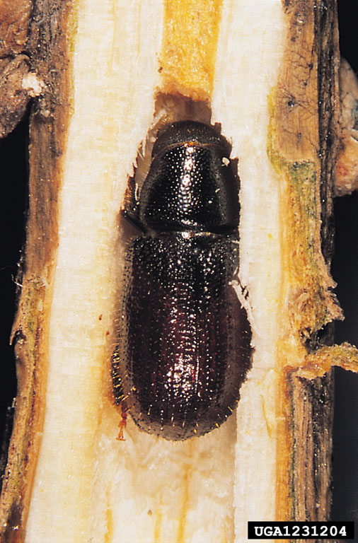 Photo of a Larger Pine Shoot Beetle