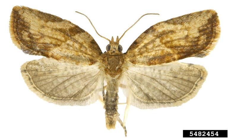 Photo of a Light Brown Apple Moth