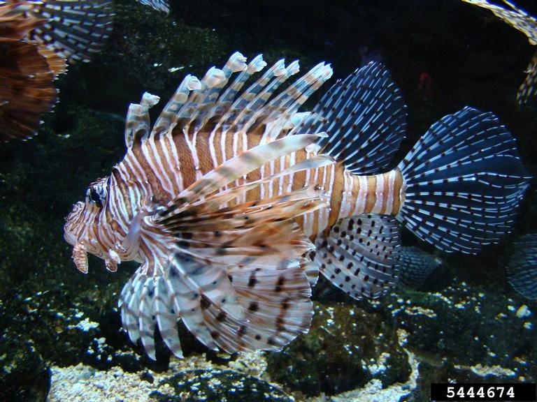 Photo of a Lionfish