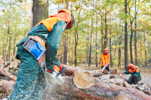 Photo of a logger cutting wood