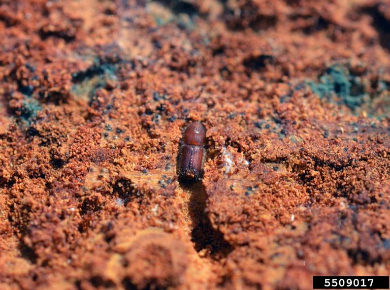 Photo of a Mediterranean Pine Engraver Beetle
