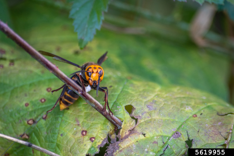 Photo of a Northern Giant Hornet