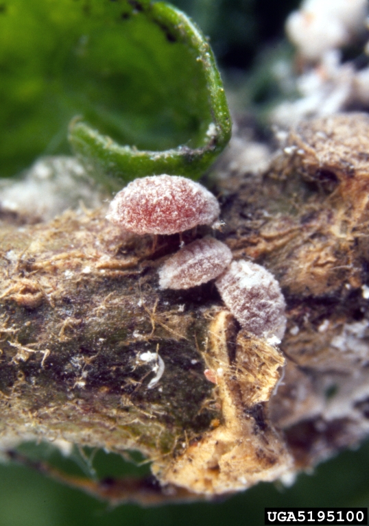 Photo of a Pink Hibiscus Mealybug