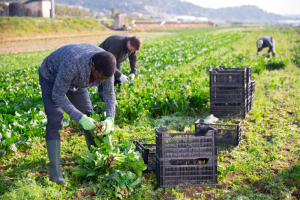 Photo of a farmer harvesting their plants