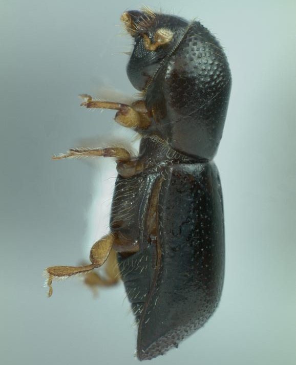 Photo of a Redbay Ambrosia Beetle
