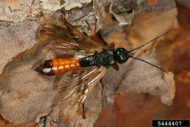 Photo of a Sirex Woodwasp