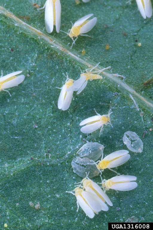 Photo of a Sweetpotato Whitefly