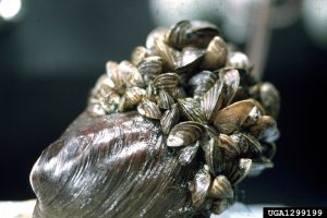 Photo of Zebra Mussel