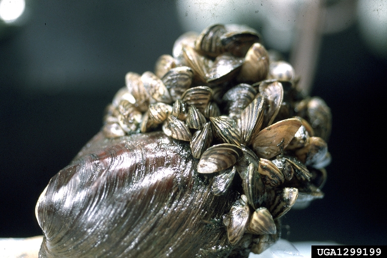 Photo of Zebra Mussel