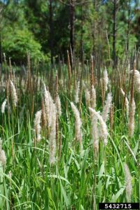 Cogongrass