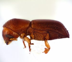 Redbay Ambrosia Beetle